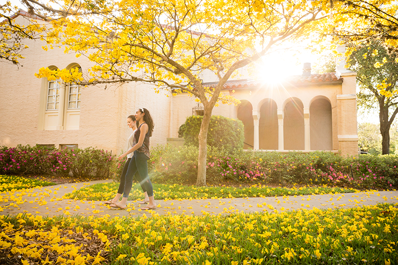 Rollins’ stunning tabebuia trees in full bloom.